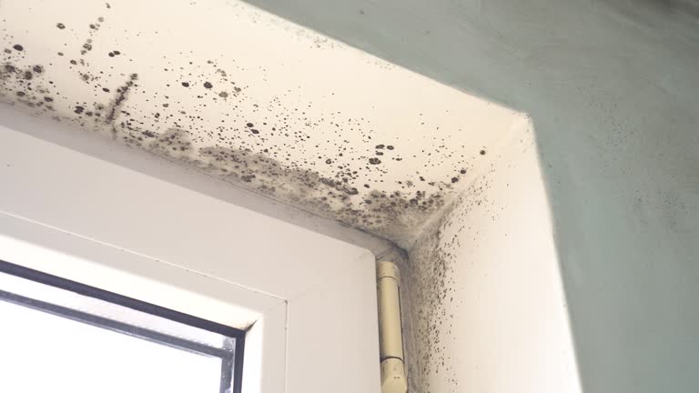 Best Mold Prevention Services  in Milford Square, PA